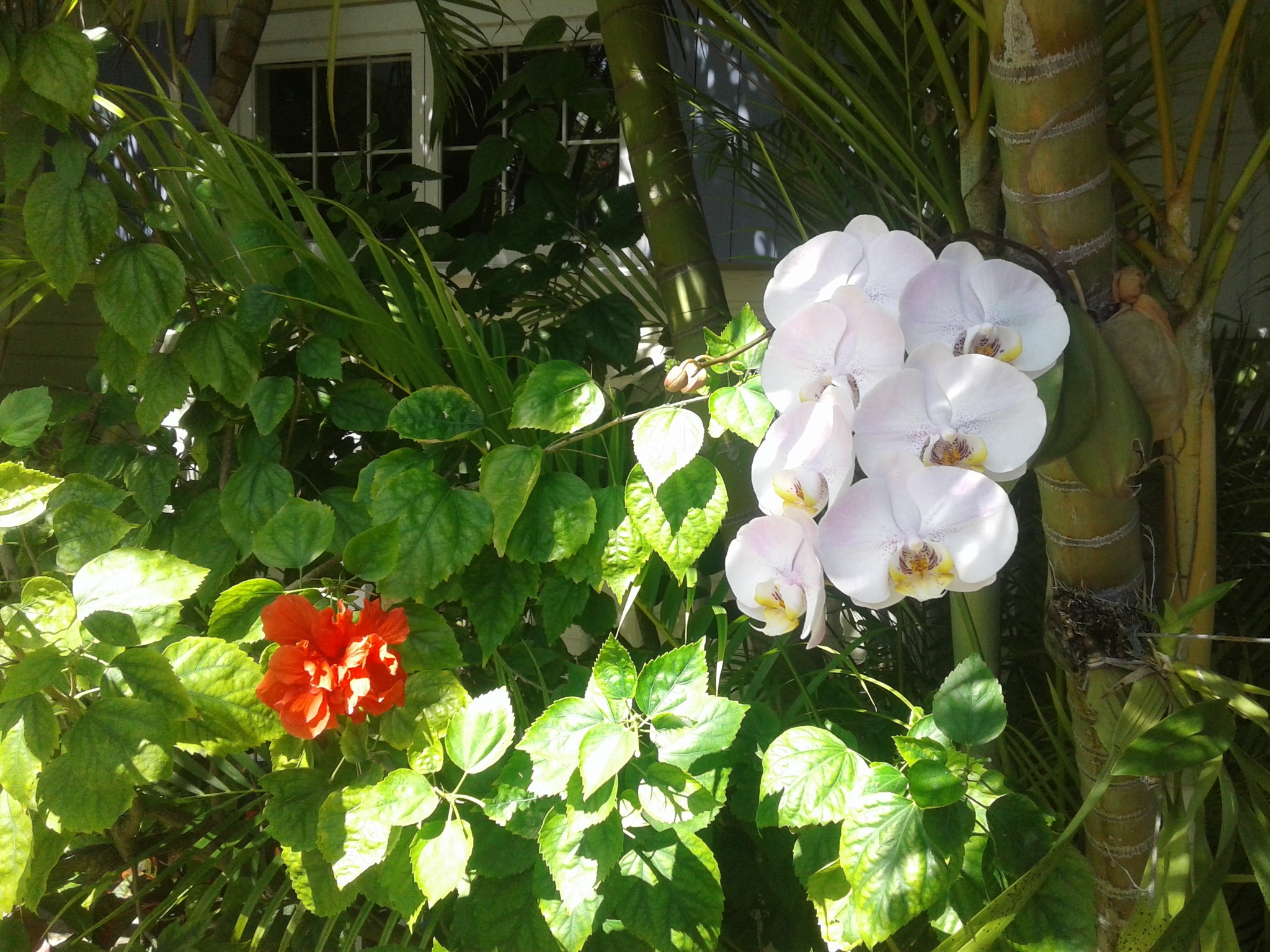 Flowers on Amelia Street